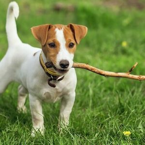 Fundraising Page: Malena Chan